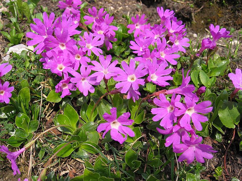 Fil:Primula clusiana01.jpg