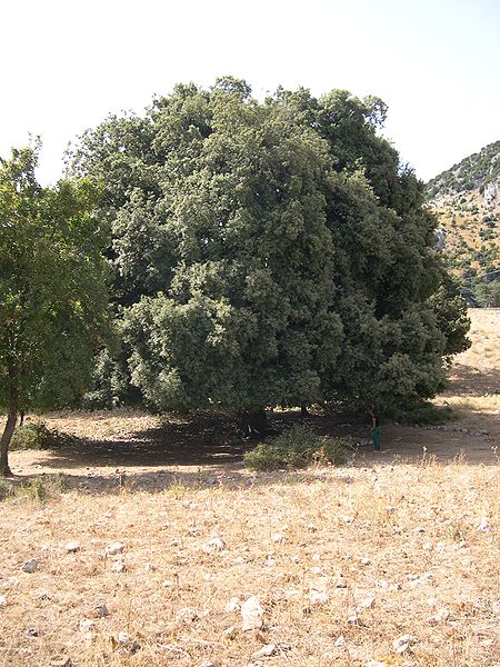 Fil:Quercus ilex Madonie.JPG