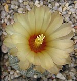 Astrophytum asterias 160988.jpg