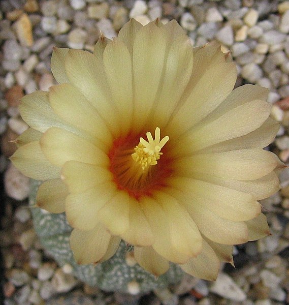 Fil:Astrophytum asterias 160988.jpg