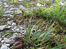 Carex bicolor Zweifarbige Segge.JPG