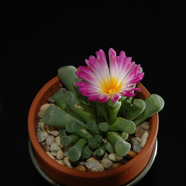 Fil:Frithia pulchra 1001.jpg