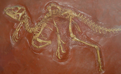 Heterodontosaurus skeleton.png