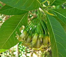 Iochroma umbellatum 1.jpg