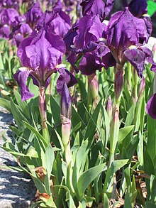 Dvärgiris (Iris pumila)