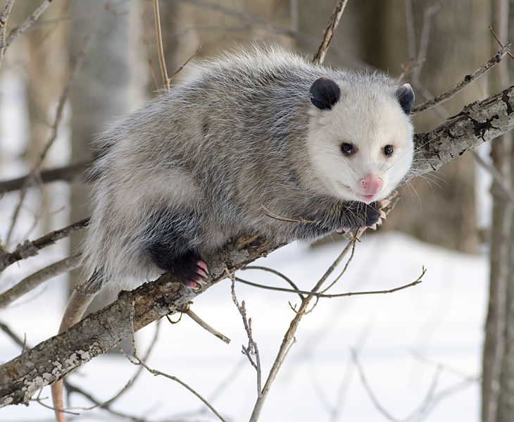 Fil:Opossum 2.jpg