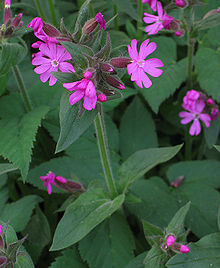 vanlig rödblära (var. dioica)