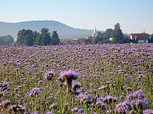 RitschenhausenPhacelia2003-07-08.jpg