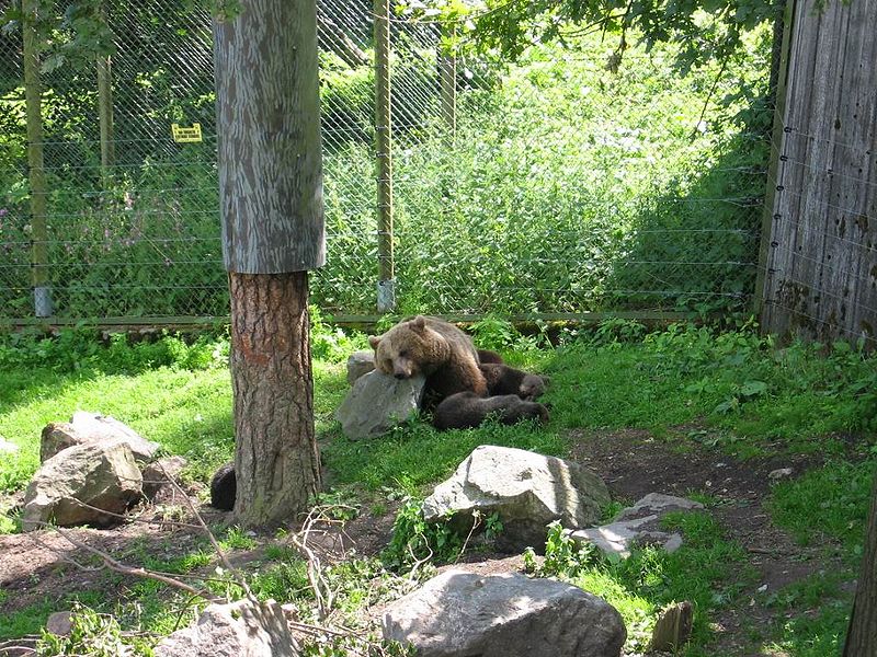 Fil:Tired brown bear 050701.JPG