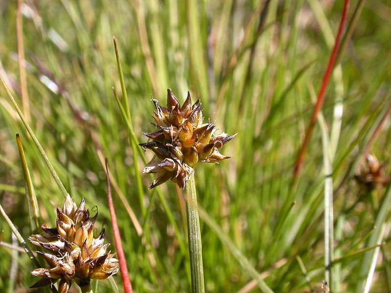 Fil:Carex maritima.JPG