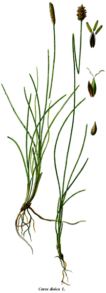 Fil:Cleaned-Carex dioica.png