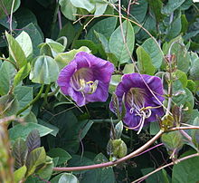 Cobaea scandens 05.jpg