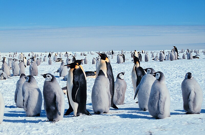 Fil:Kaiserpinguine mit Jungen.jpg