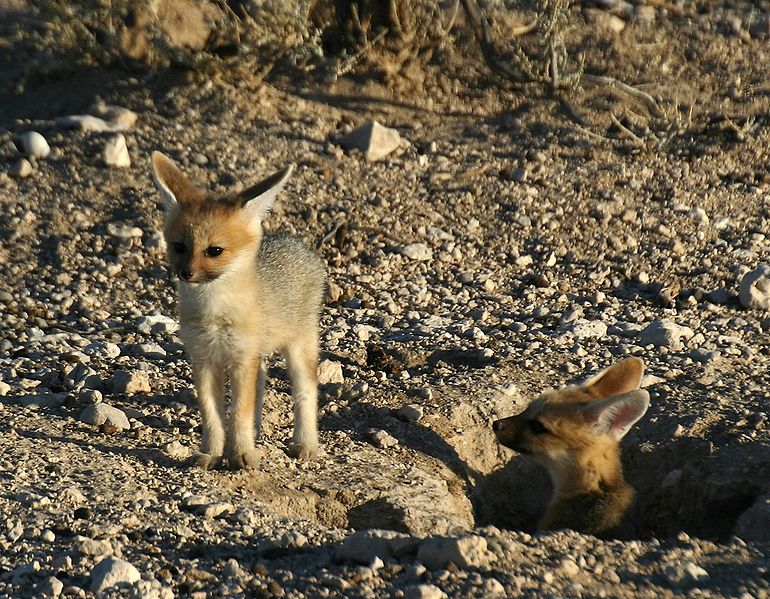 Fil:Kapfuchs-nachwuchs.jpg