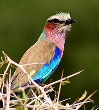 Lilabröstad blåkråka (Coracias caudata)