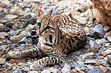 Ozelot, Leopardus pardalis