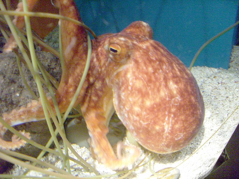 Fil:Octopus in sea life Helsinki.jpg