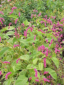 Polygonum orientale1.jpg