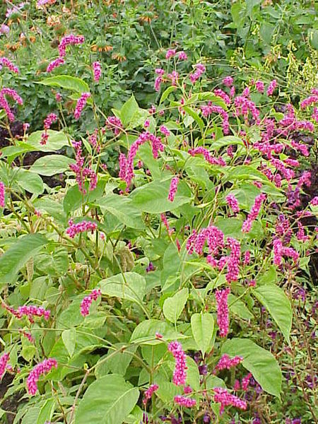 Fil:Polygonum orientale1.jpg