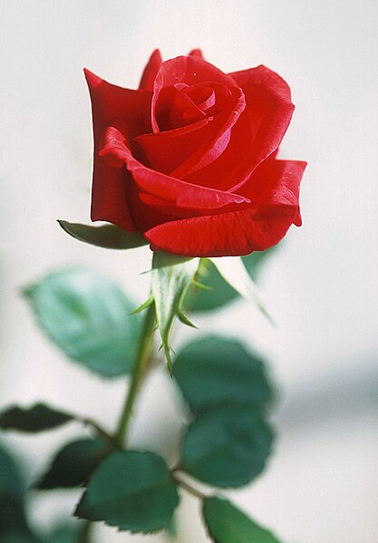 Fil:Red rose.jpg