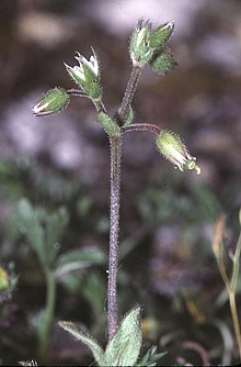 Cerastium pumilum1.jpg