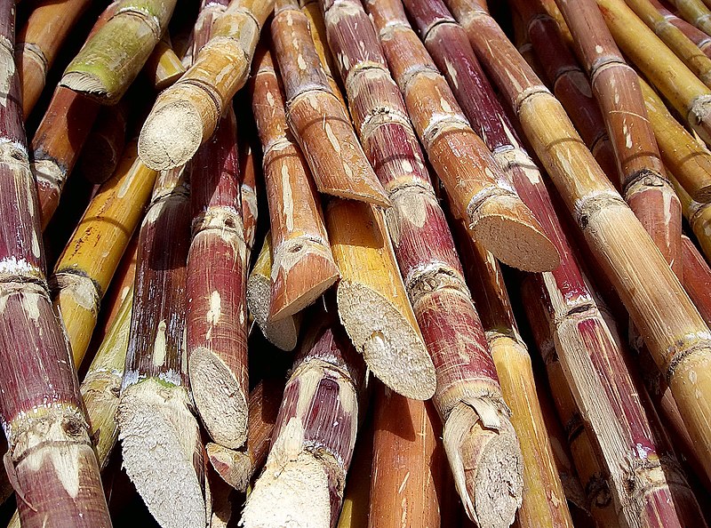 Fil:Cut sugarcane.jpg