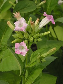 Virginiatobak (N. tabacum)