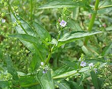 Veronica anagallis-aquatica.jpg