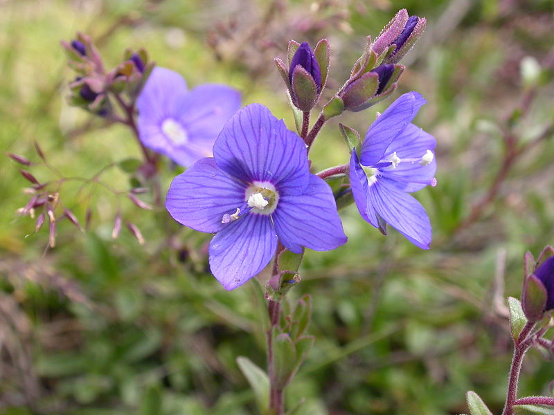 Veronica fruticans3.JPG