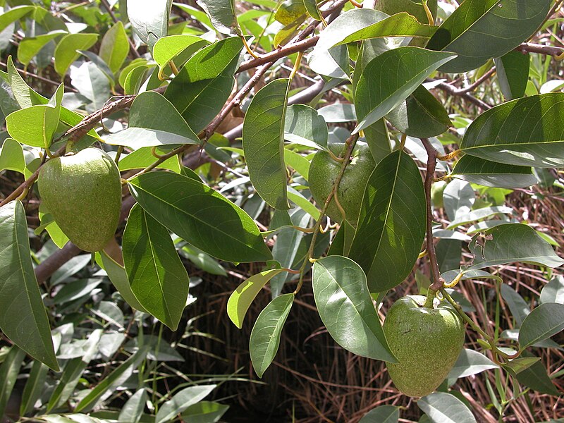 Fil:Annona reticulata.JPG