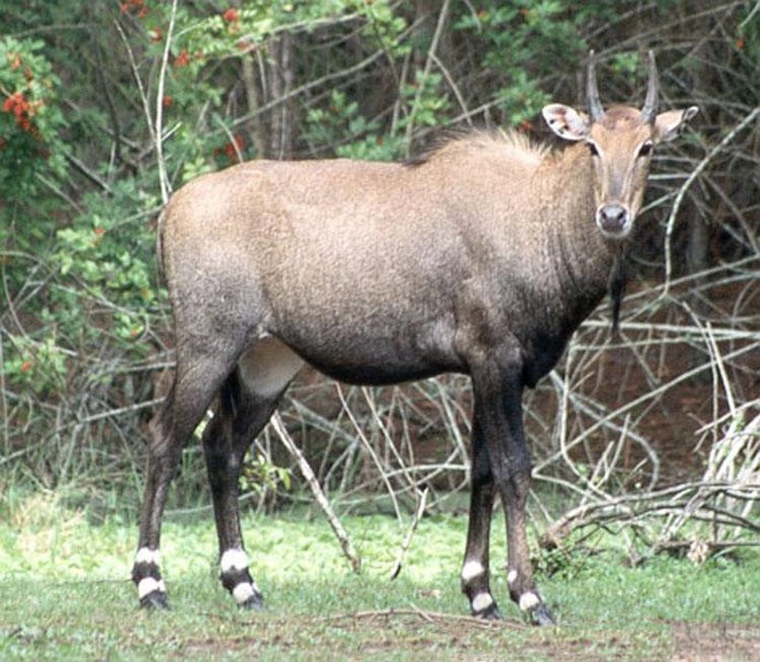 Fil:Boselaphus tragocamelus1.jpg