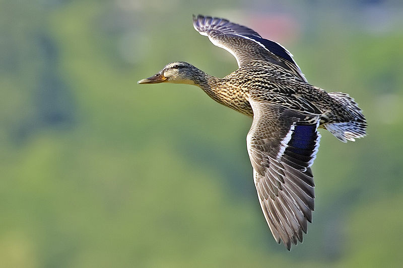 Fil:Female mallard flight - natures pics.jpg