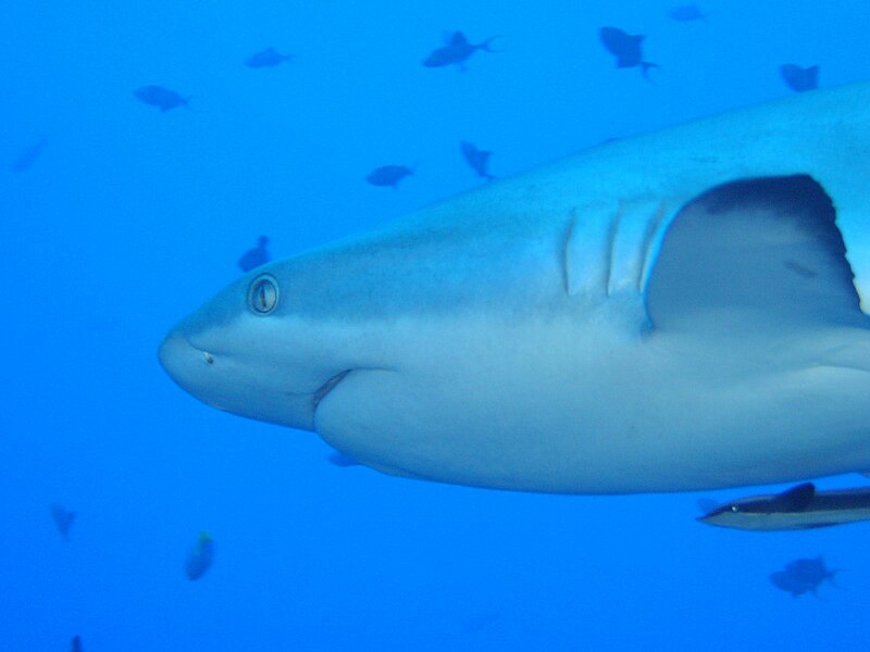 Fil:Grey Reef Shark.jpg