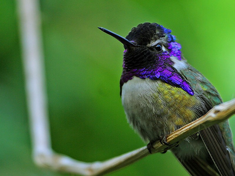 Fil:Hummingbird.jpg