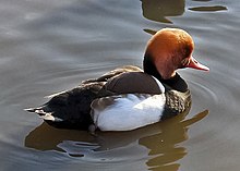 Rödhuvad dykand (Netta rufina)