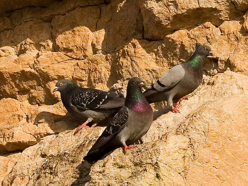 Fil:Rock pigeons on cliffs.jpg