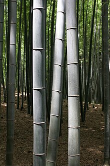 Bambuskog i Kyoto, Japan