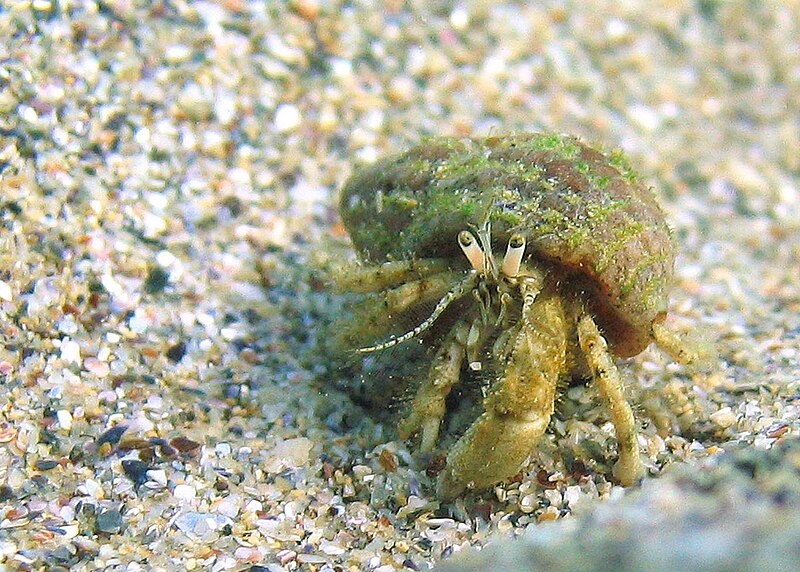 Fil:Black sea fauna hermit crab 01.JPG