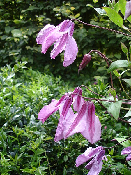 Fil:Clematis Aljonushka1IME.jpg