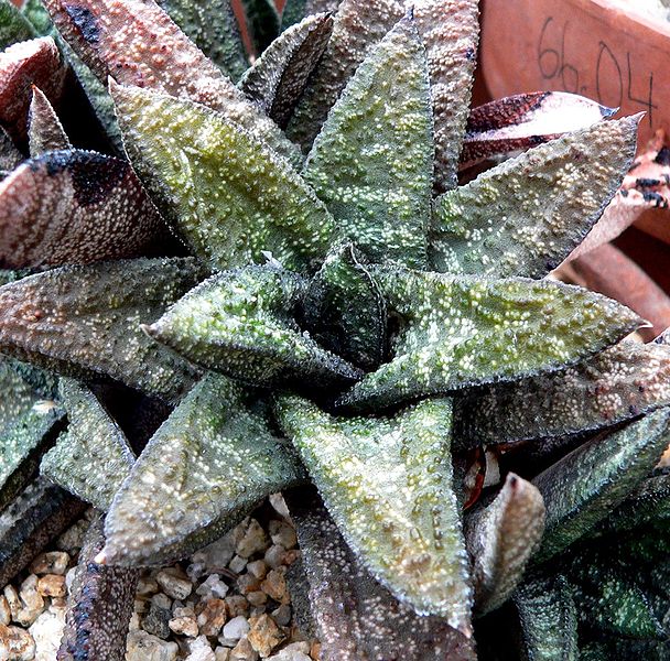 Fil:Gasteria batesiana 2.jpg