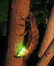 hona av arten vanlig lysmask (Lampyris noctiluca)