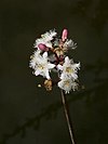 Menyanthes-trifoliata-flower.JPG