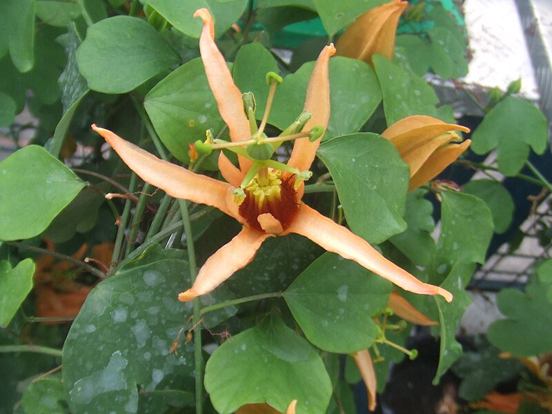 Fil:Passiflora aurantia3.jpg