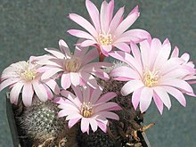 Rebutia narvaecensis 1.jpg