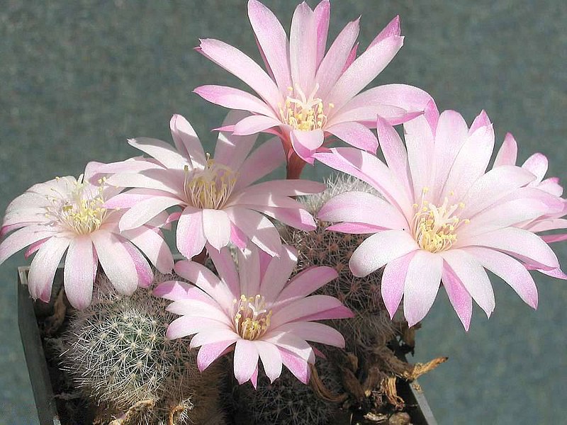 Fil:Rebutia narvaecensis 1.jpg