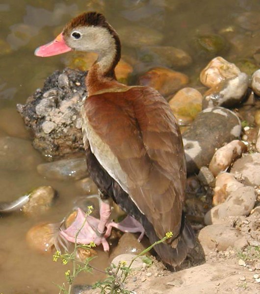 Fil:Red.billed.whistling.duck.600pix.jpg