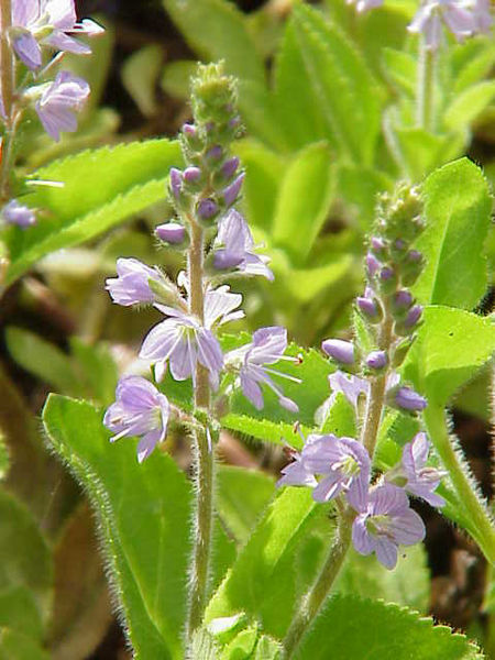 Fil:Veronica officinalis0.jpg