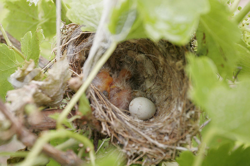 Fil:Baby birds in nest02.jpg
