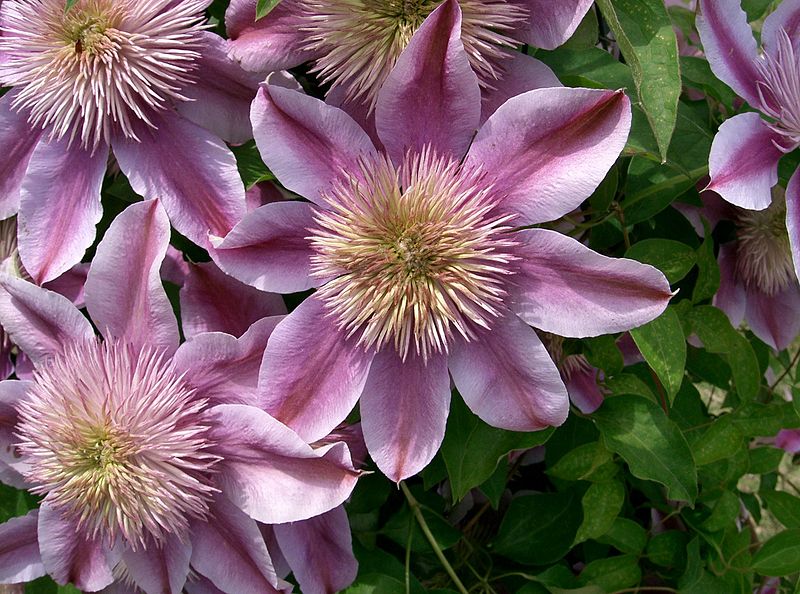 Fil:Clematis Josephine1.jpg