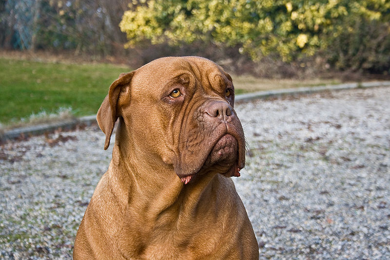 Fil:Dogue de Bordeaux portrait.jpg